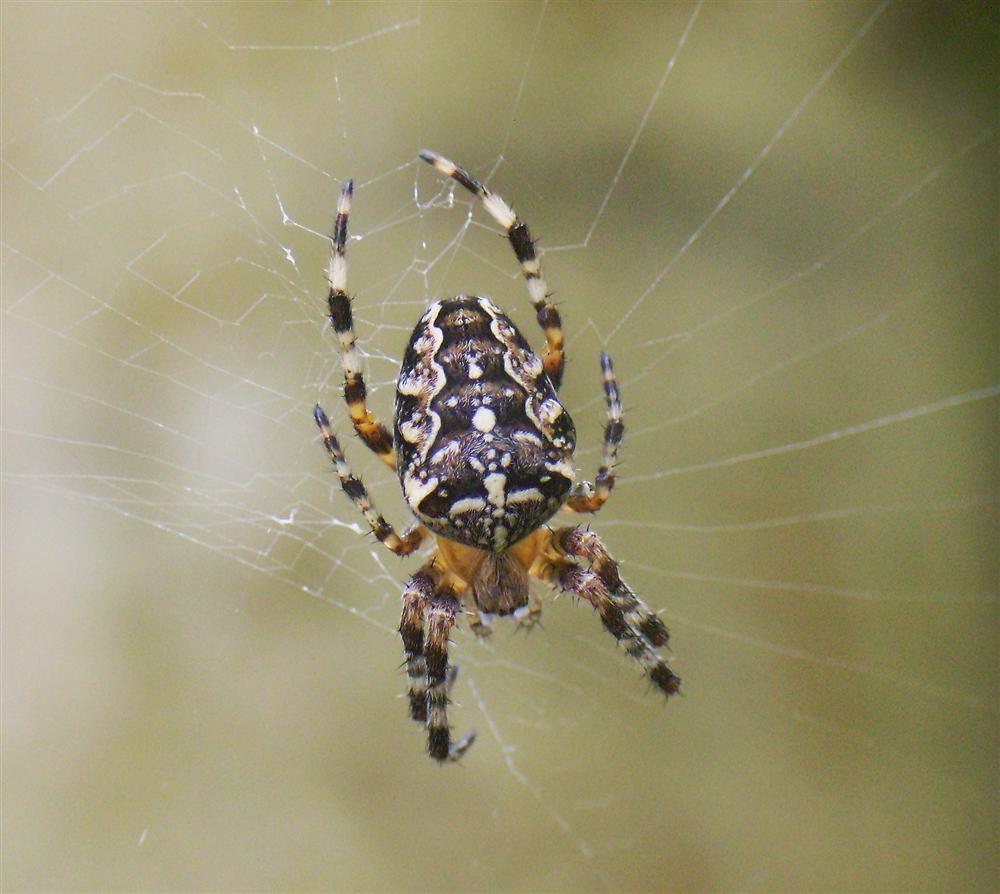 Als sie das machte, hatte sie nie wieder Spinnen im Haus! Das musst du