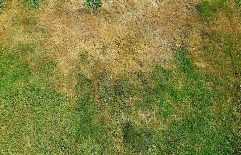 50+ Rasen Sprengen Bei Großer Hitze, Nur so kann er auch.